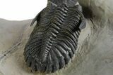 Spiny Walliserops Hammi Trilobite With Hollardops & Morocops #355819-11